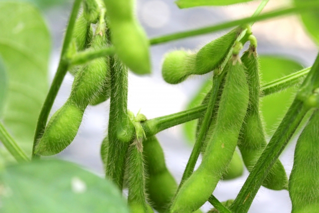 枝豆栽培の害虫対策で安心安全な方法 防虫ネットは効果ない